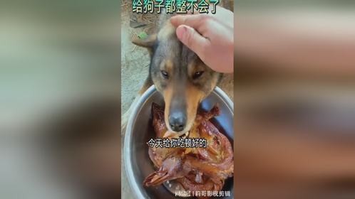 给狗子都整不会了，这该不会是最后一顿了吧