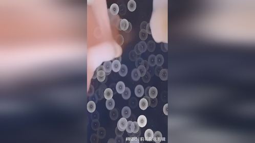 “真假小姐姐”