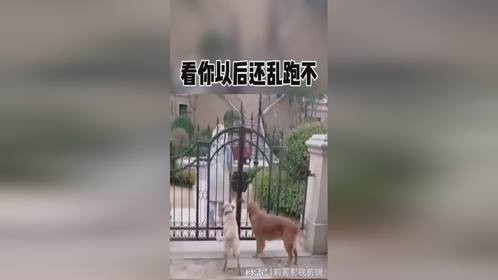 看你以后还乱跑不，这下好了直接绝育了