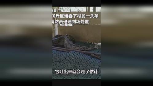 罕见现场:70斤巨蟒在消防员面前吐出刚吞掉的农民家大山羊！