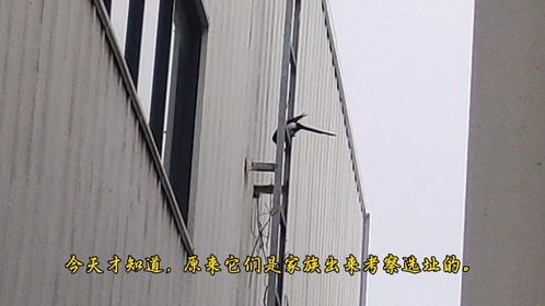 一对刚成家喜鹊的艰难建房，叼来树枝都掉下去了，新手没有经验