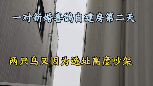 一对新婚喜鹊因为新房选址问题冷战了，谁也不理谁，房子也不盖了