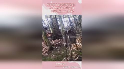 原来鹿角是这样脱落的！灰鹿脱掉角的这一幕，瞬间引起众人爆笑！