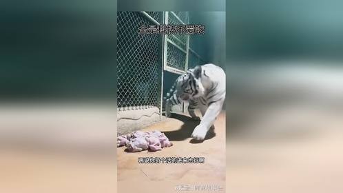 全是科技不爱吃啊，也不是小笨鸡啊