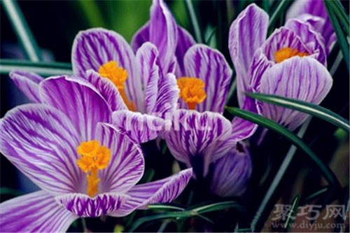 9月10日生日花：秋藏红花 秋藏红花花语