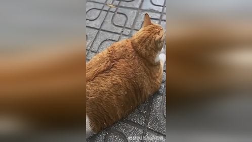 “猫咪停车位”