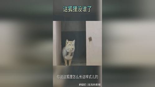 这狐狸没谁了，它一出来我就笑场了