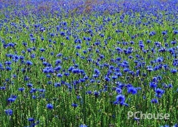 矢车菊与家居风格的搭配