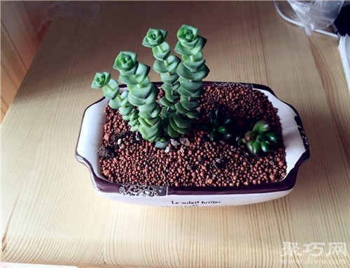 多肉植物星乙女的养殖方法及繁殖方法