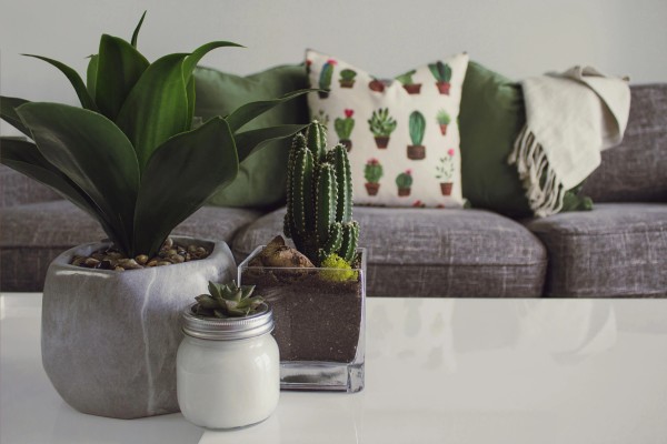 Pexels Designecologist 1005058