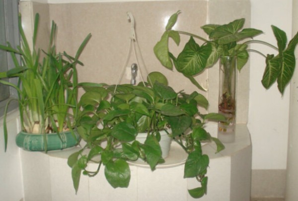 家里植物招虫惹人烦 消灭虫子生活常识你可知？