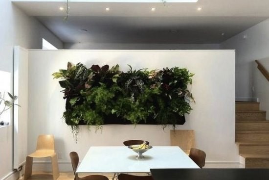 室内装饰 巧用植物装点家居环境