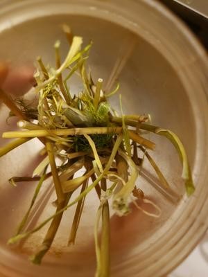 茴香杆妙用-自制茴香粉的做法 步骤2