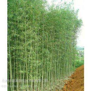 供应怡嘉花坊庭院绿化基地苗木
