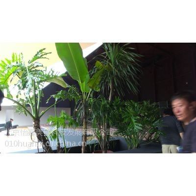 供应供应绿植果树批发怡嘉花坊送货上门