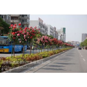 北京绿植租摆,北京绿植租赁,北京怡嘉园艺