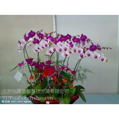 供应怡嘉花坊绿植批发盆景销售绿植租赁服务