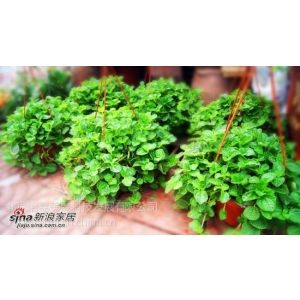 供应怡嘉花坊鲜花速递