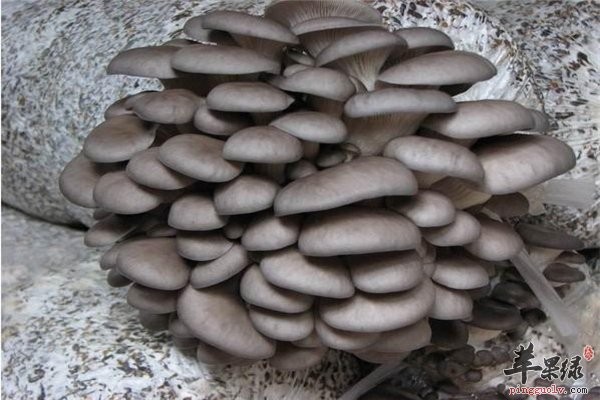 免疫力低下影响健康 提高免疫力的食物
