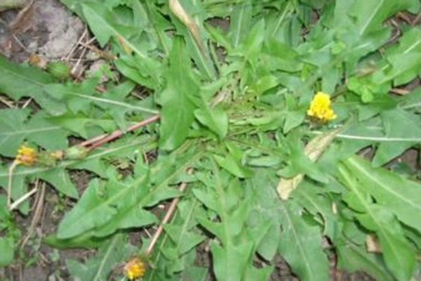 天冷就吃这种“野菜”