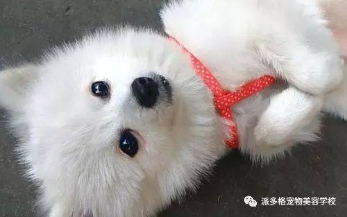 星座宠物合拍指南？适合12星座的宠物选择与养护建议