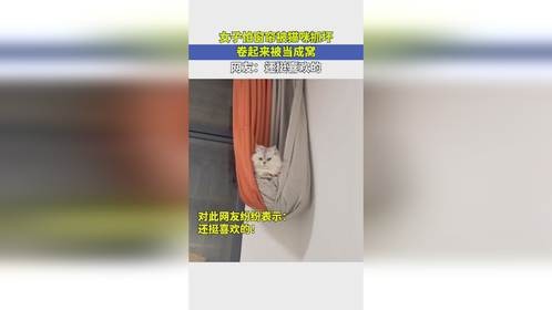 女子怕窗帘被猫咪抓坏，卷起来被当成窝，网友：还挺喜欢的！