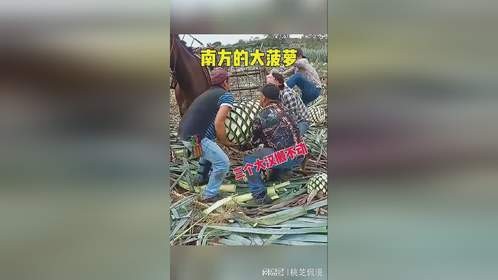 南方的大菠萝，三个大汉搬不动