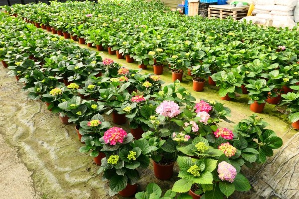 園區生產總面積共2.5公頃，種有繡球花等高品質花卉。(中時電子報提供)