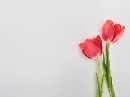 郁金香的花语是什么