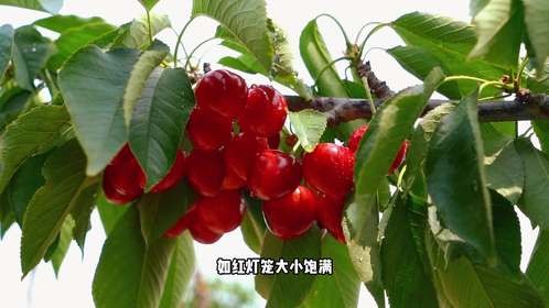 樱桃的甜蜜诱惑与缤纷魅力，领略樱桃世界，开启味蕾盛宴