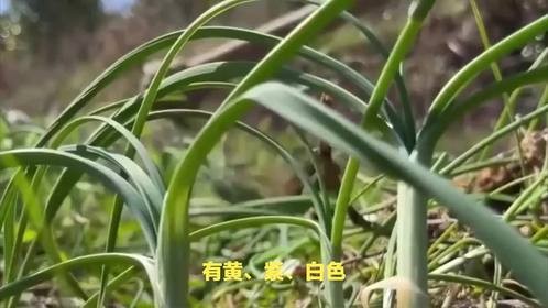 上山挖野菜别搞错！野蒜野葱分清吃，鲜味营养双丰收