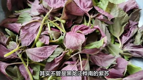 寻味中国好紫苏！黑龙江桦南+湖南永顺，解锁家常美味新花样