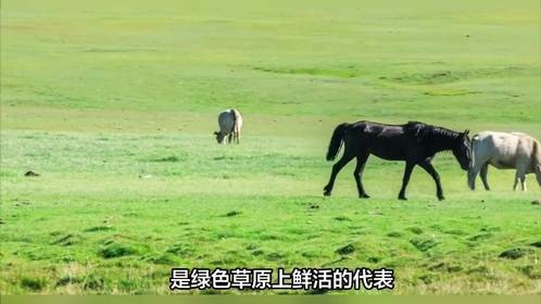 绿波开出几多鲜指什么生肖，你知道答案不？