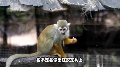 蛟龙头上搔痒是什么生肖，你能想出答案吗？