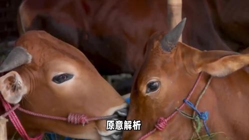 沙场无能此有用是什么生肖，你能猜到答案吗？