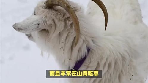 清爽指什么生肖，你猜猜会是哪个呢？