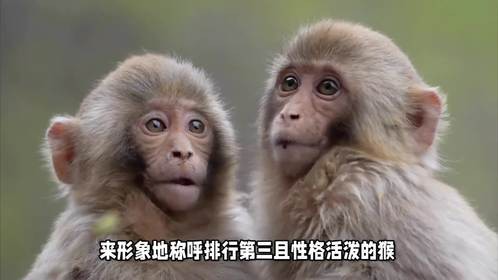 老三是什么生肖，你能猜到正确答案吗？
