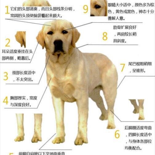 《零基础训狗,宠物生活小窍门大公开!》