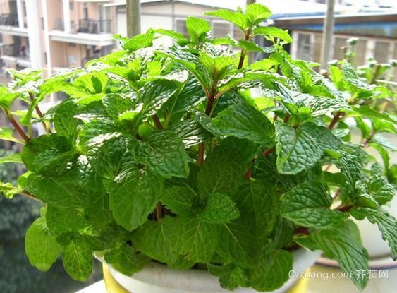 除虫菊效果图