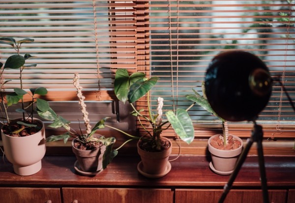室內植物如何布置才療癒？植物風格師Yuty：4個秘訣，讓家變成美美的綠空間_img_2