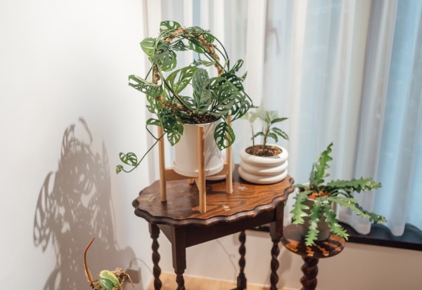 室內植物如何布置才療癒？植物風格師Yuty：4個秘訣，讓家變成美美的綠空間_img_3