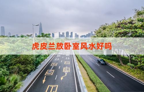 虎皮兰放卧室风水好吗