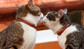 家里养猫怎么清理毛（养了猫家里都是毛怎么清理）