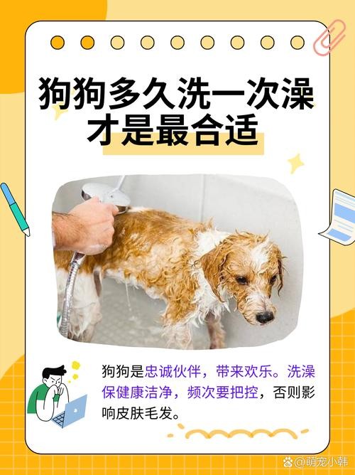 狗狗毛怎么能洗白