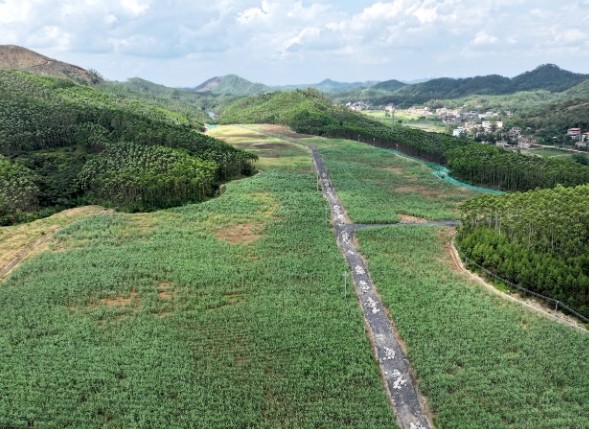  马道枢纽糖料蔗良种繁育及全程机械化生产示范园。