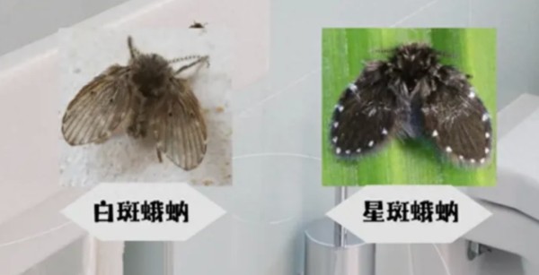 繁衍速度快、90%以上家里都有，这种“虫子”不要用手拍！