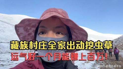 藏族村庄全家出动挖虫草，运气好一个月能赚上百万！
