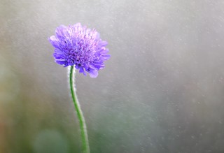 Purple flower in the rain