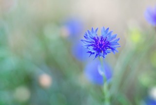 Blue flower