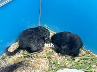 纯黑龙猫的饲养技巧（如何让你的纯黑龙猫健康快乐生活？）